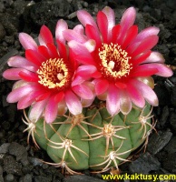 Gymnocalycium carminanthum f. HT  10s/7